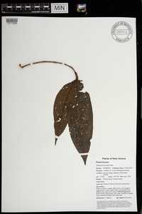 Antidesma excavatum