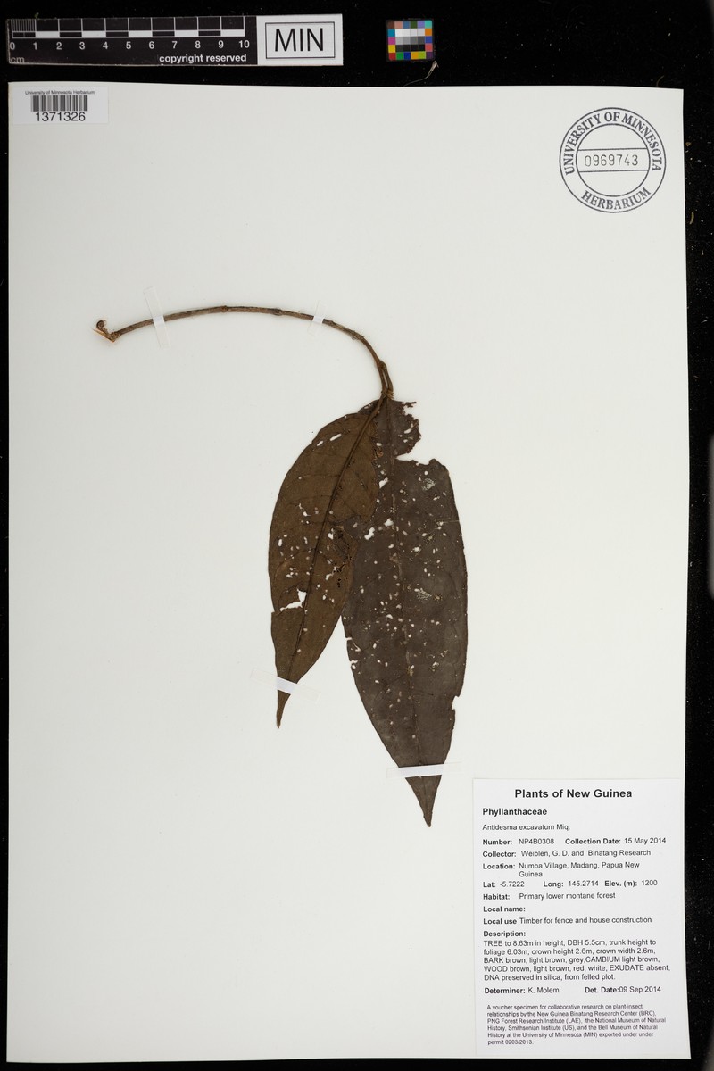 Antidesma excavatum photo 2