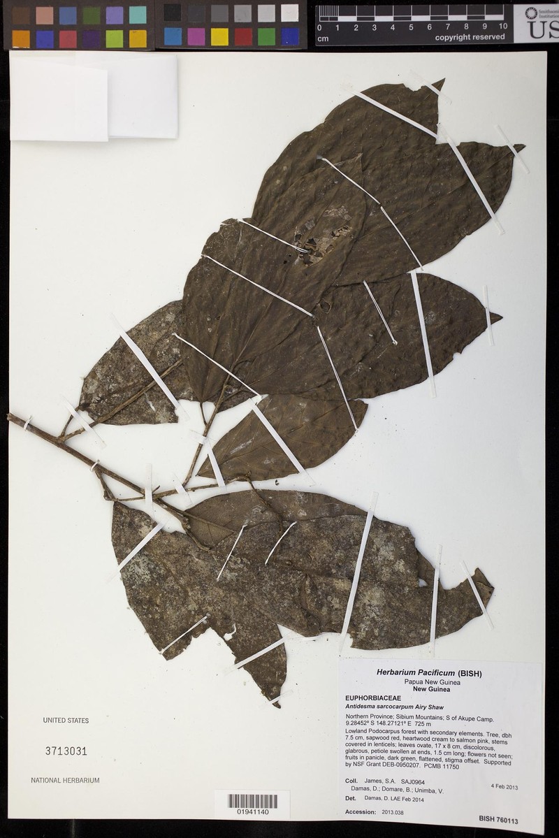 Antidesma excavatum var. excavatum