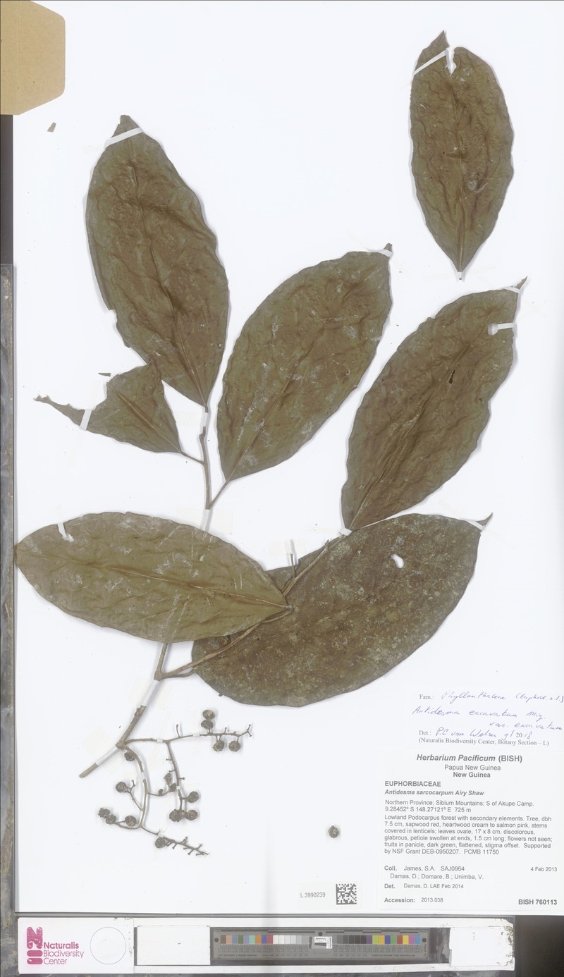 Antidesma excavatum var. excavatum photo 2