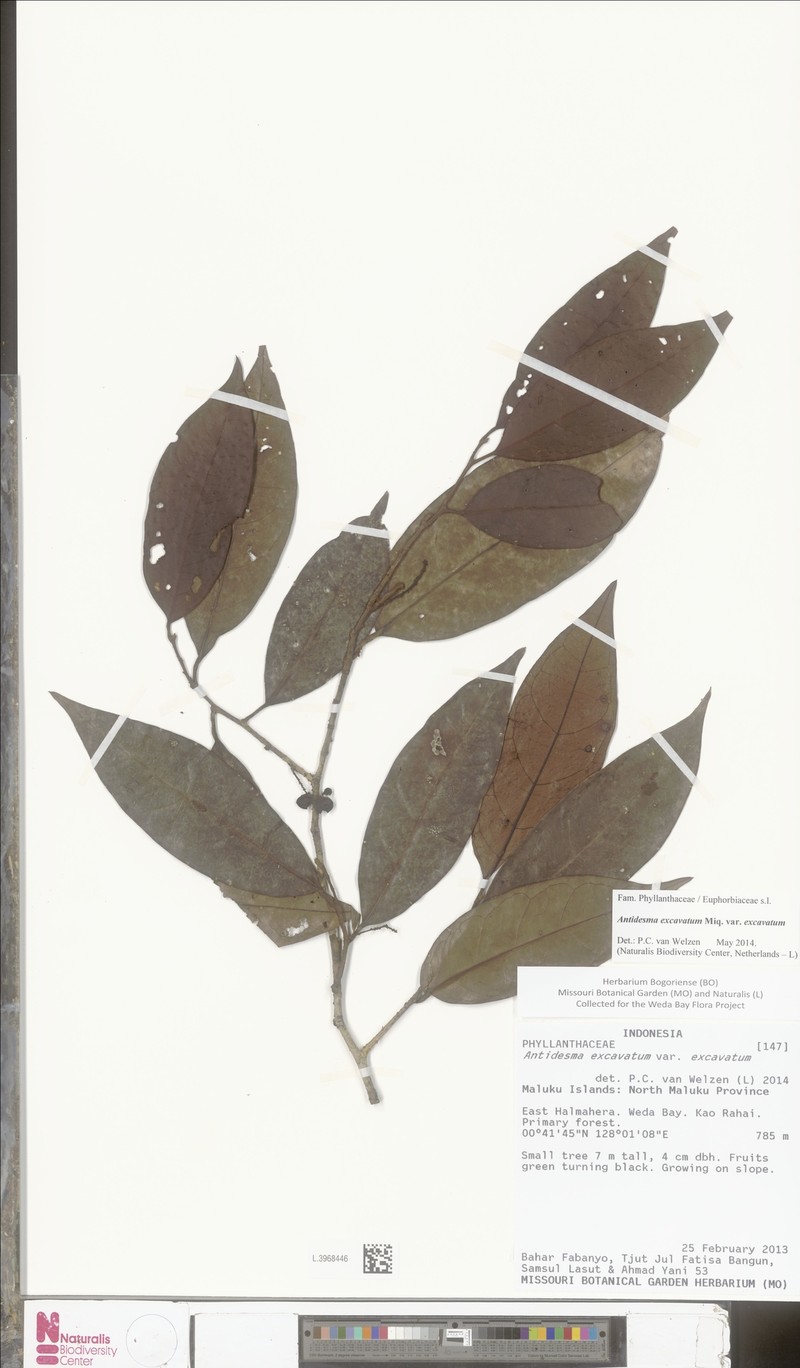 Antidesma excavatum var. excavatum photo 3