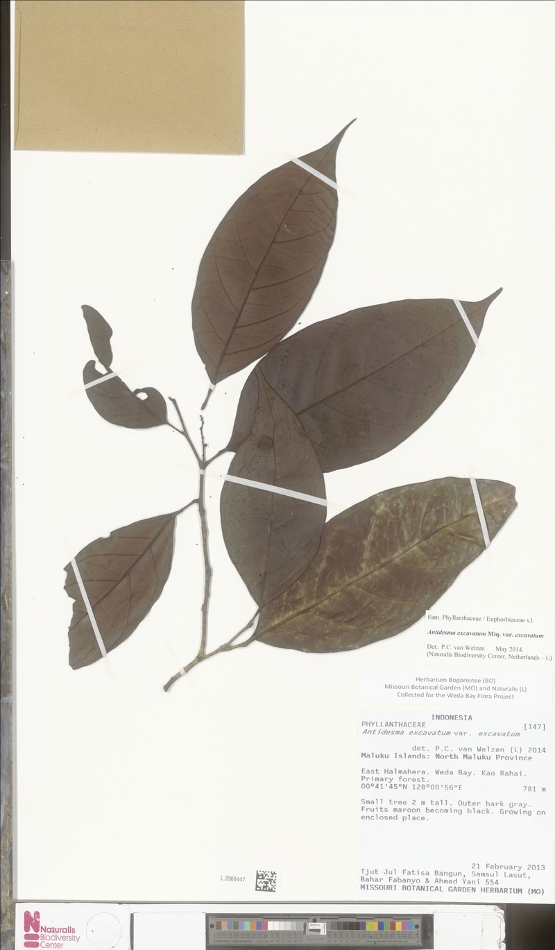 Antidesma excavatum var. excavatum photo 4