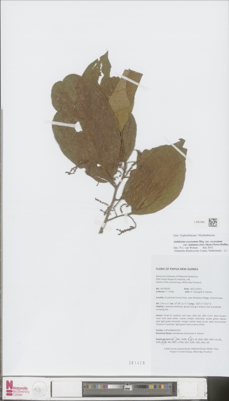 Antidesma excavatum var. indutum