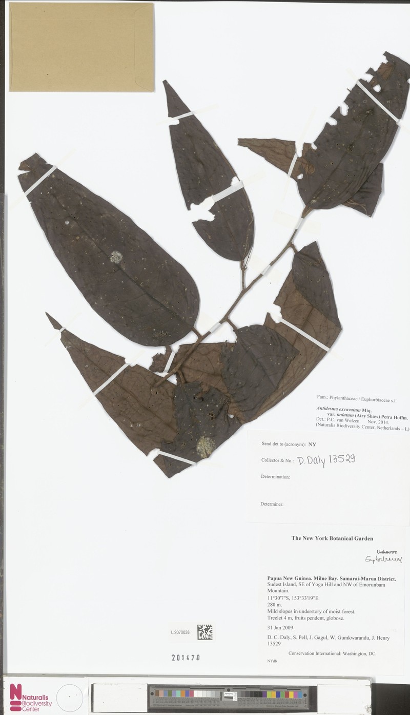 Antidesma excavatum var. indutum photo 2