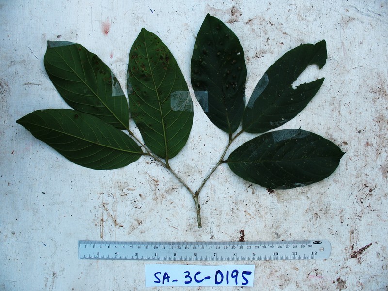 Antidesma excavatum var. indutum photo 3