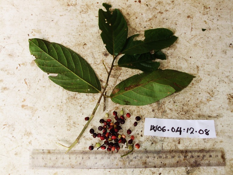 Antidesma excavatum var. indutum photo 4