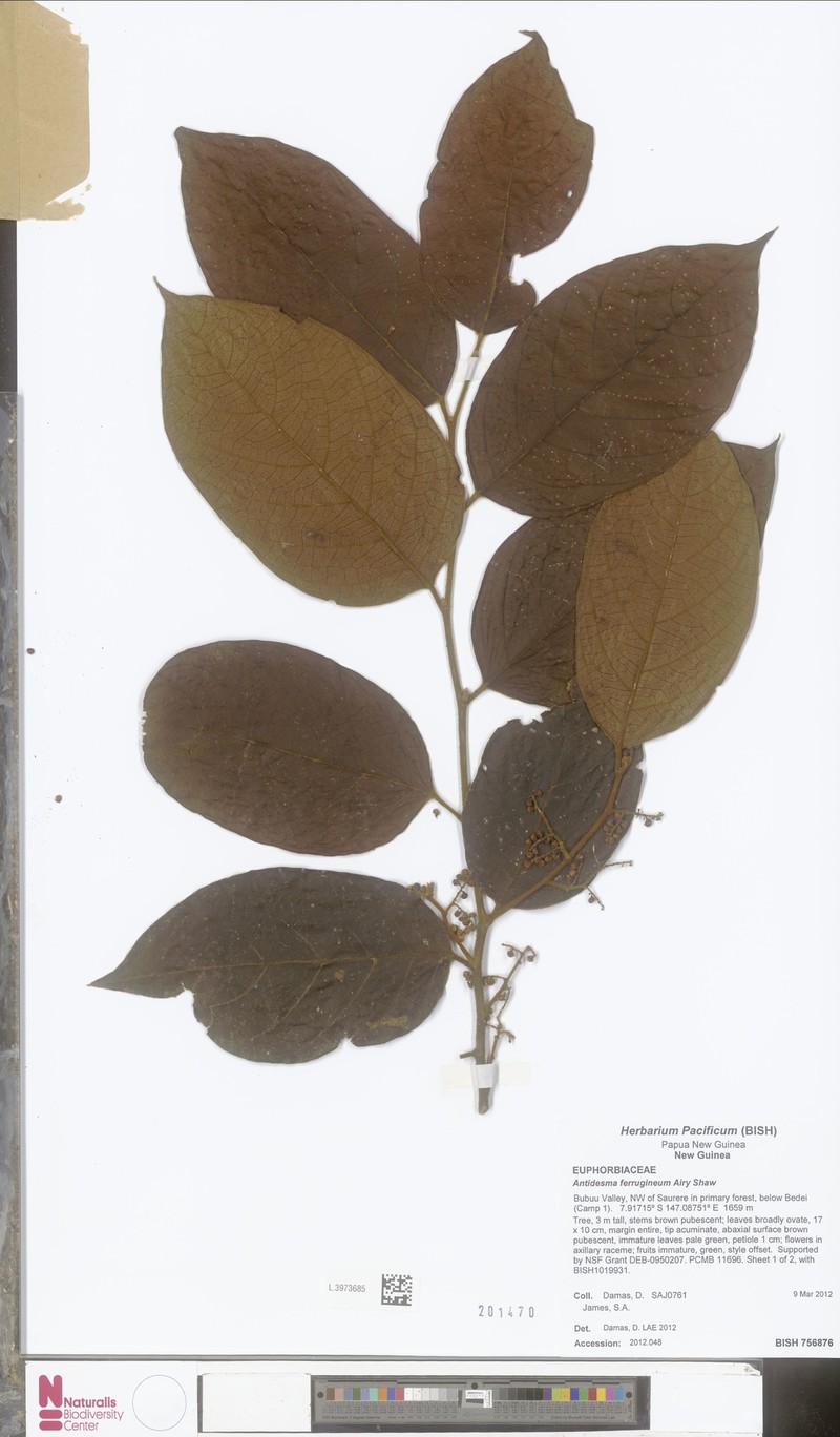 Antidesma ferrugineum