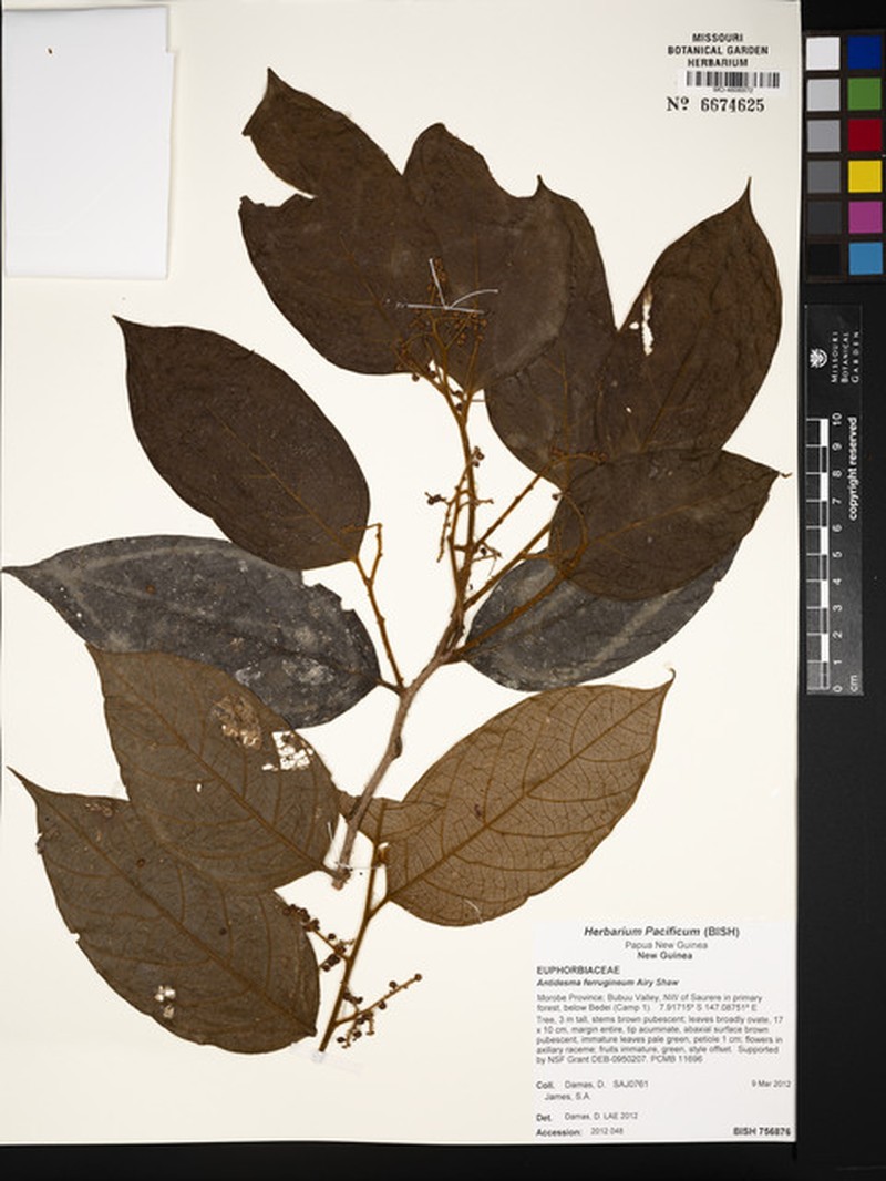Antidesma ferrugineum photo 2
