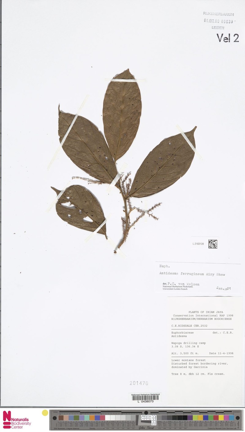 Antidesma ferrugineum photo 3