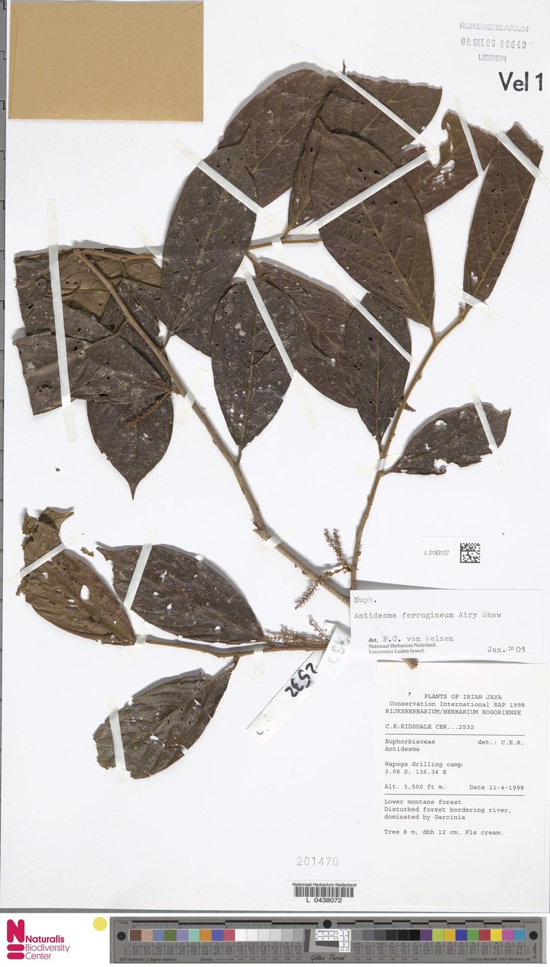 Antidesma ferrugineum photo 4