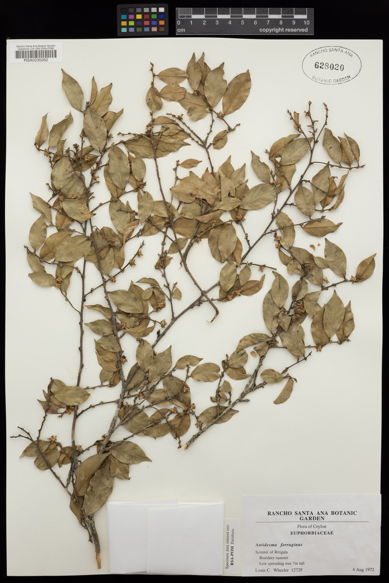 Antidesma ferrugineum