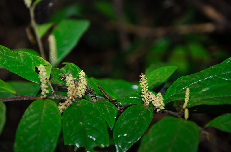 Antidesma forbesii photo 2