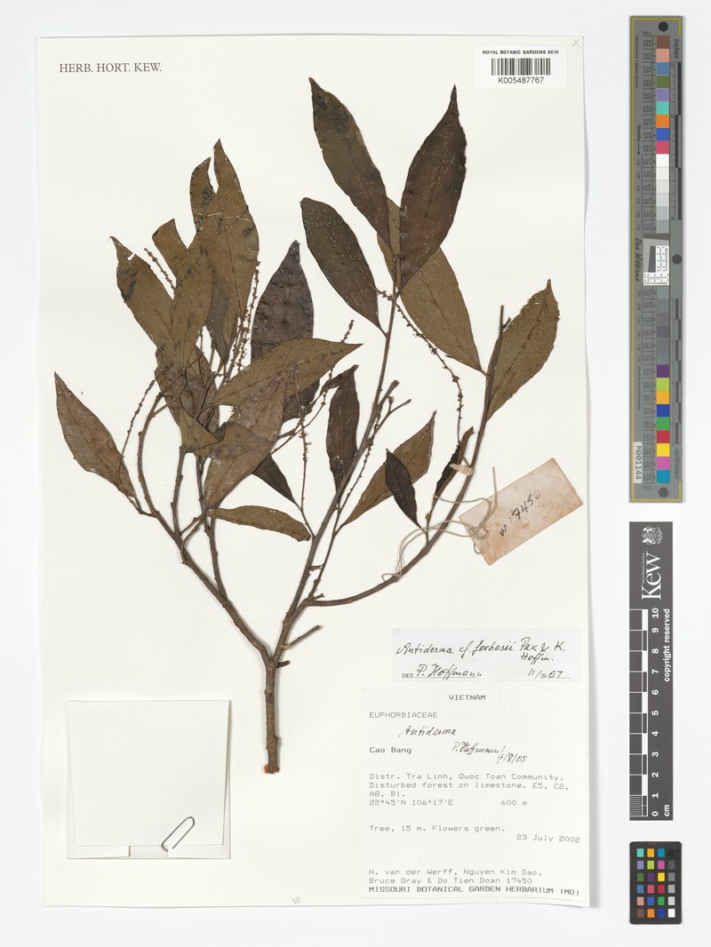 Antidesma forbesii photo 3