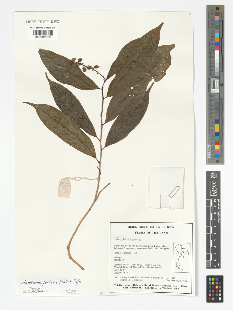 Antidesma forbesii photo 4