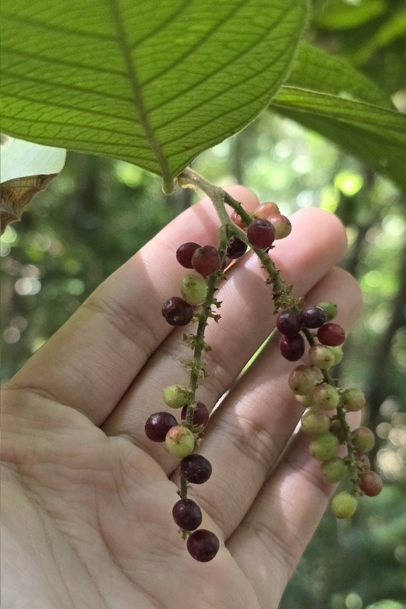 Antidesma fordii