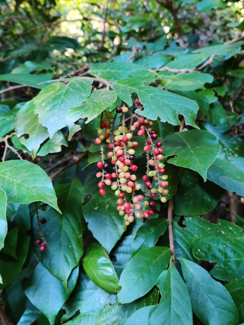 Antidesma fordii photo 2