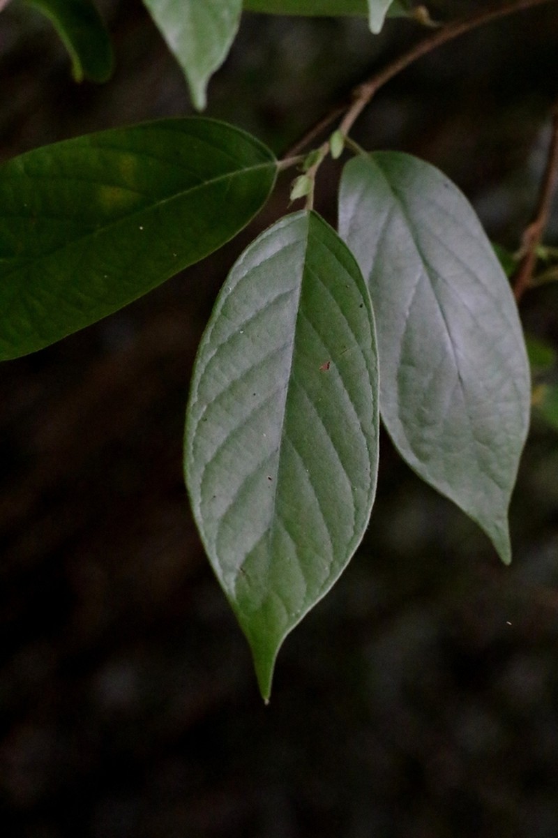Antidesma fordii photo 3