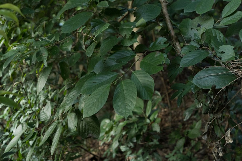 Antidesma fordii photo 4