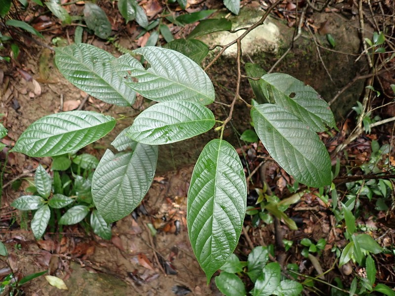 Antidesma fordii photo 5