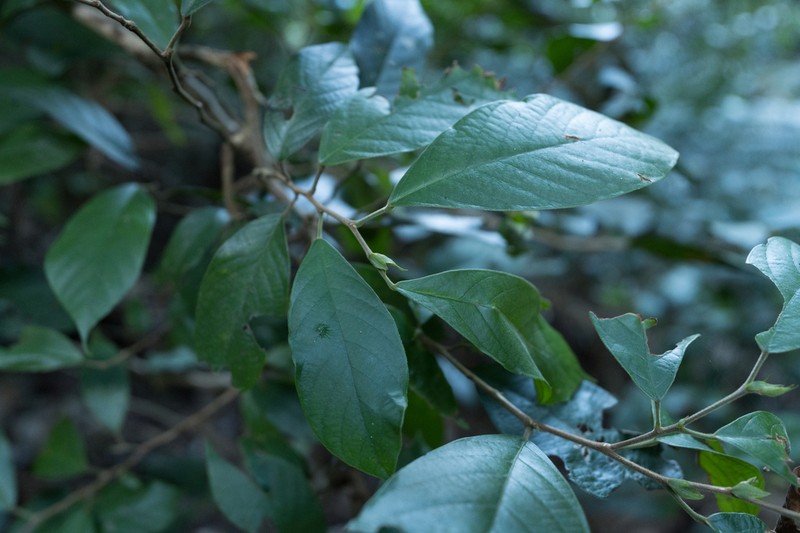 Antidesma fordii photo 6