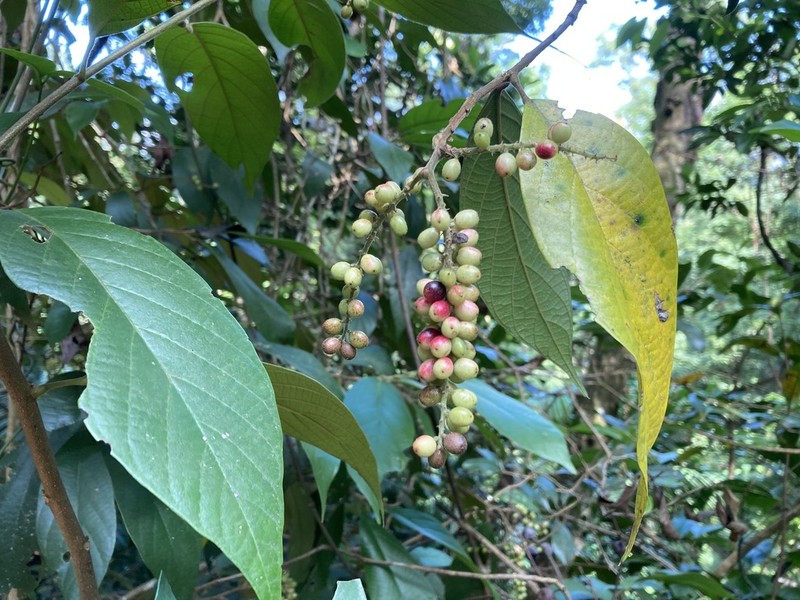 Antidesma fordii photo 8