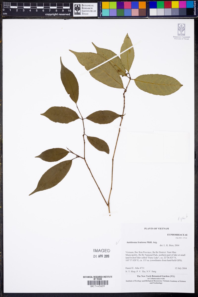 Antidesma fruticosum