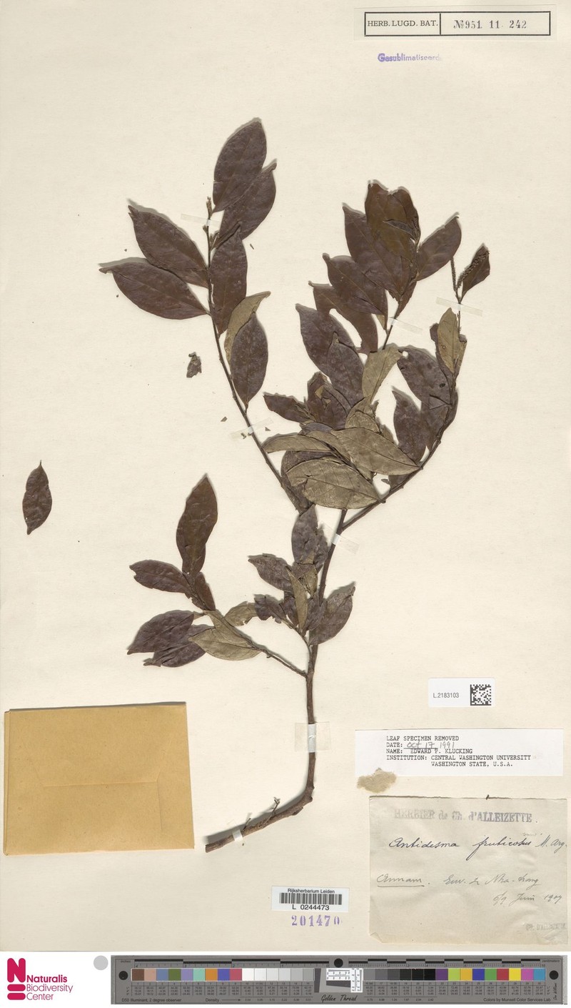 Antidesma fruticosum photo 2