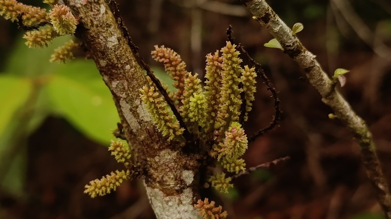 Antidesma fruticulosum