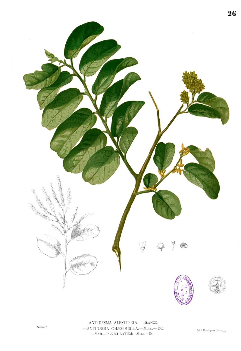 Antidesma ghaesembilla