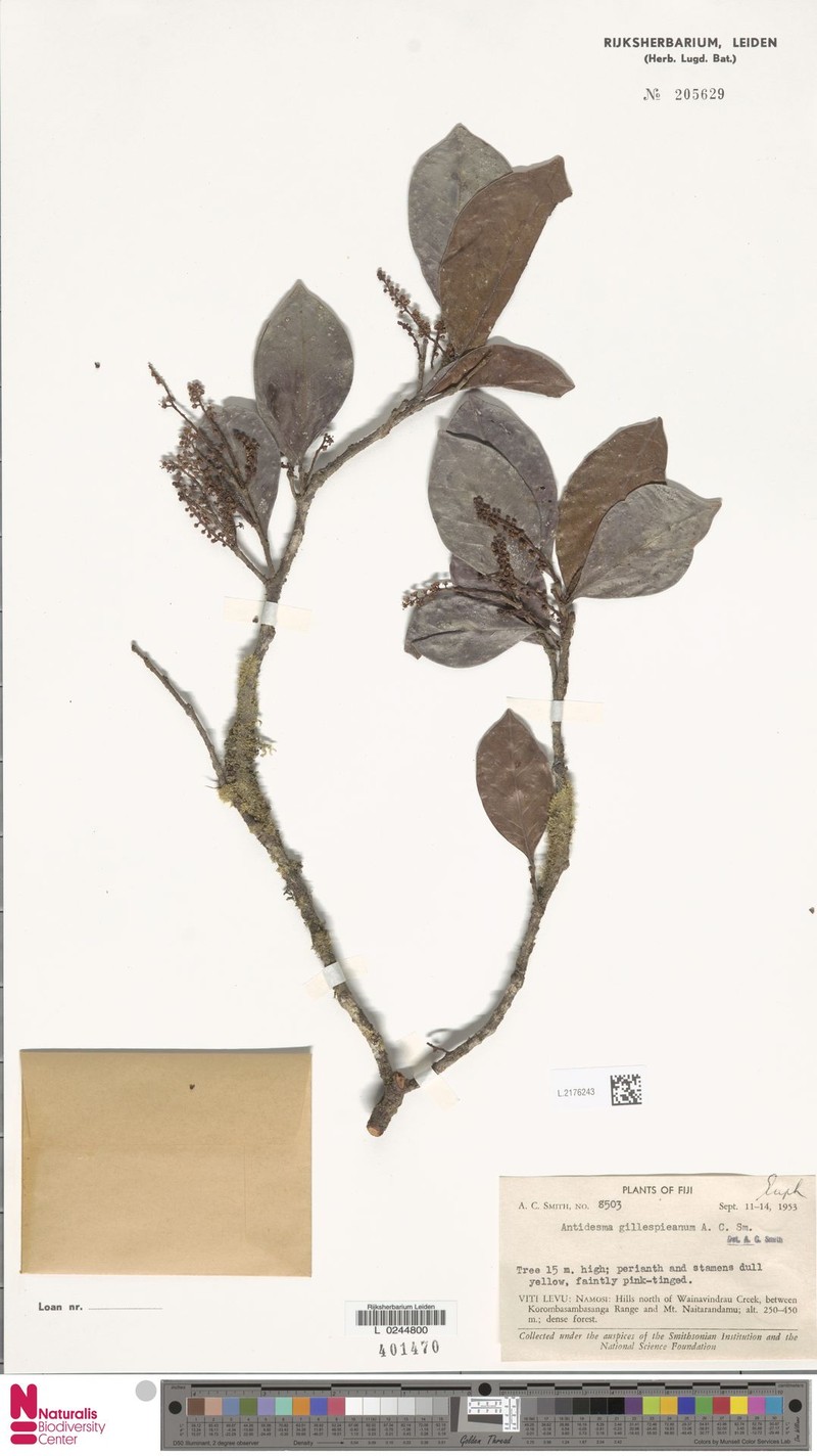 Antidesma gillespieanum