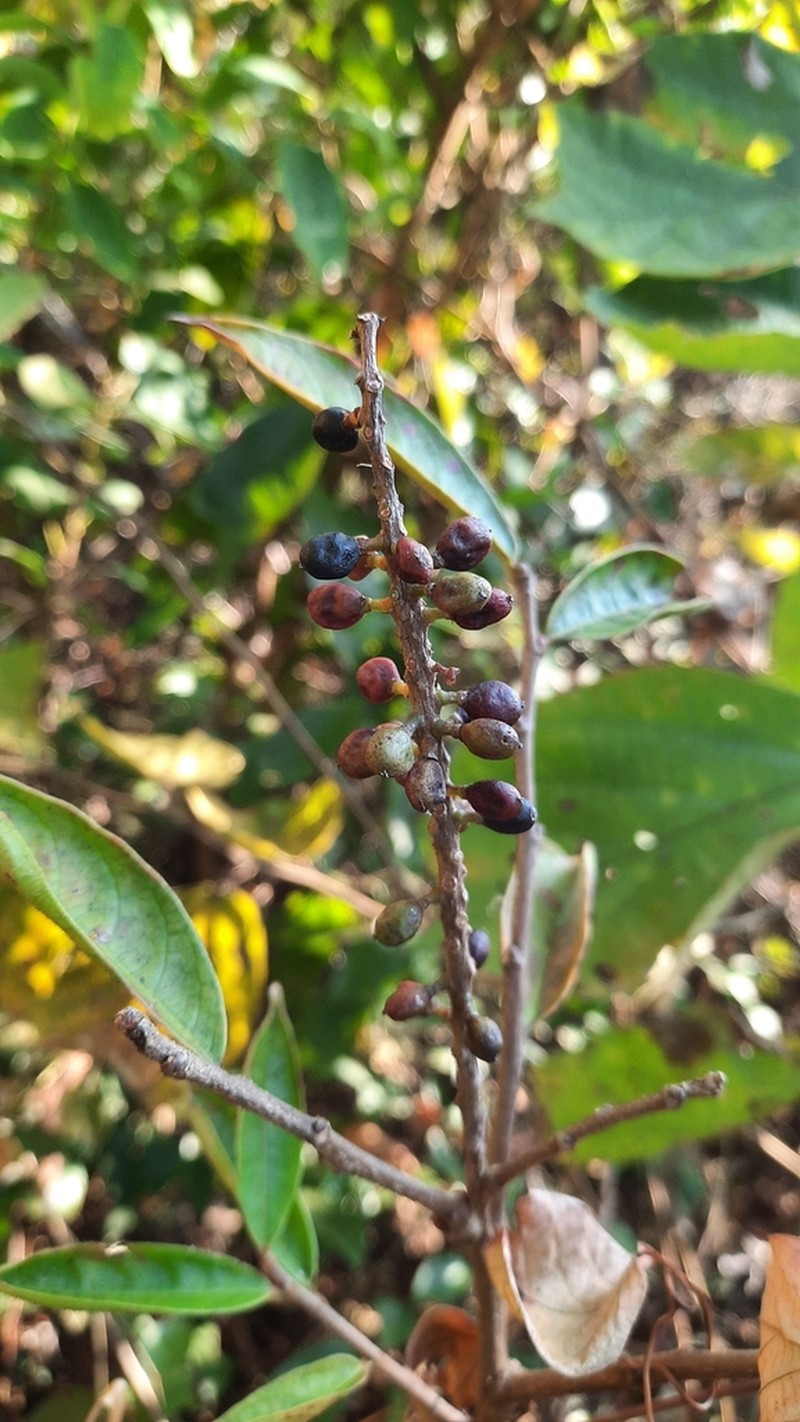 Antidesma hainanense photo 5