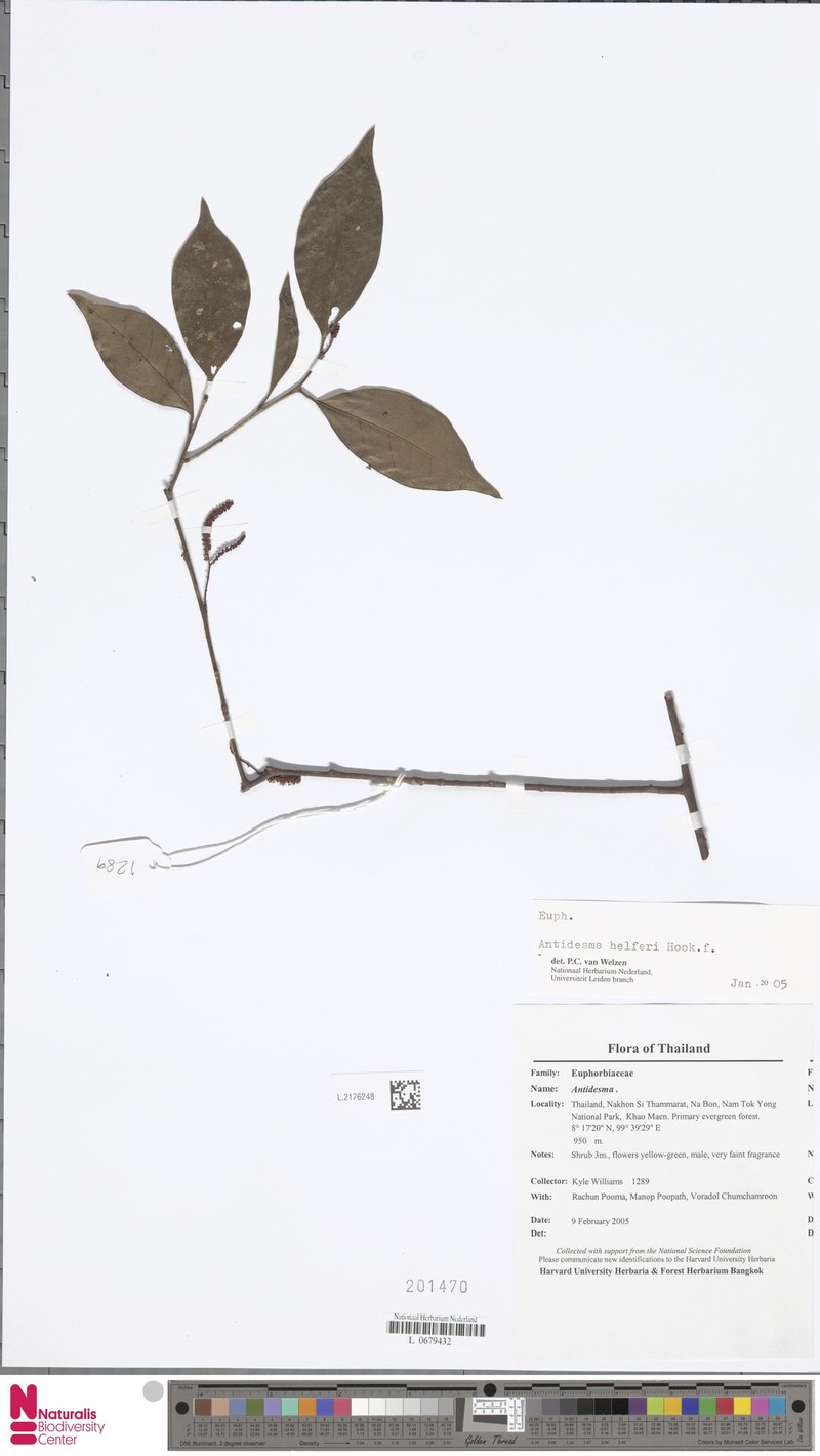 Antidesma helferi