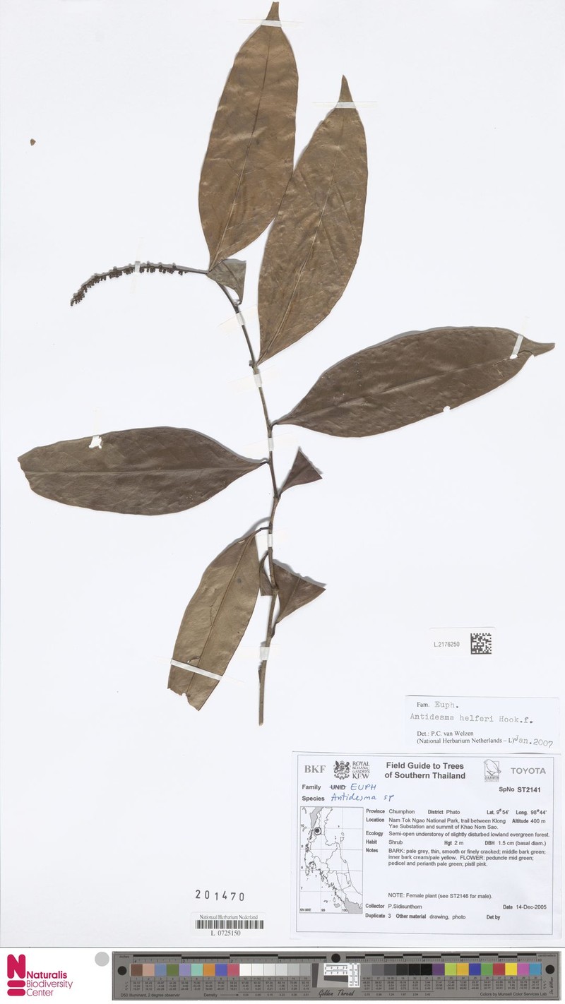 Antidesma helferi photo 2