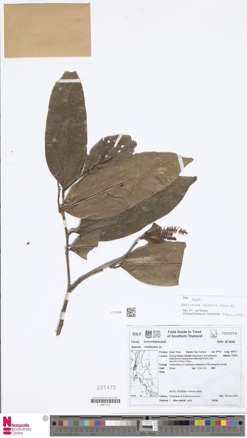 Antidesma helferi photo 3