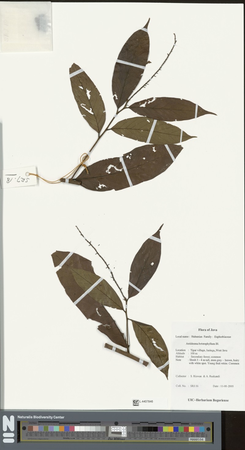 Antidesma heterophyllum