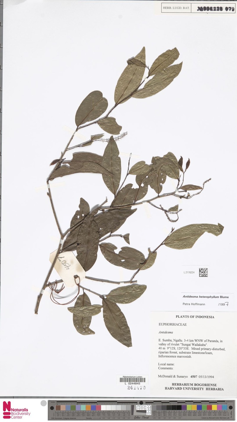 Antidesma heterophyllum photo 2