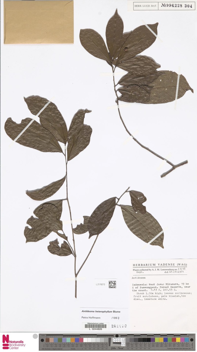 Antidesma heterophyllum photo 3