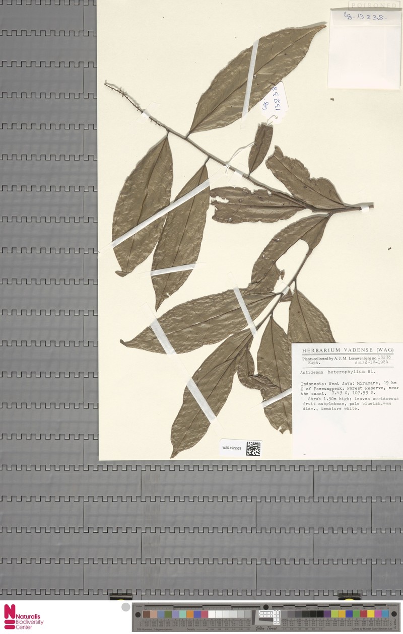 Antidesma heterophyllum photo 4