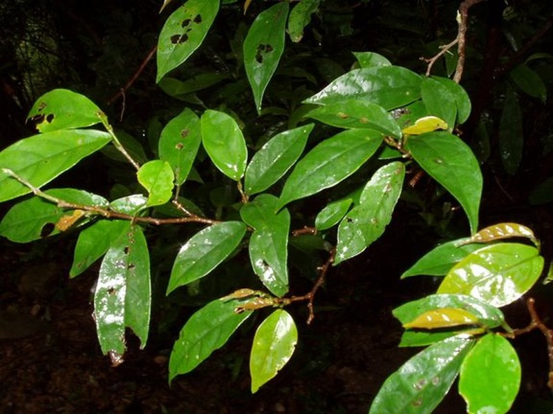 Antidesma japonicum