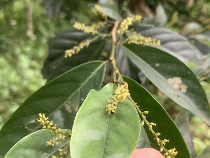 Antidesma japonicum photo 2