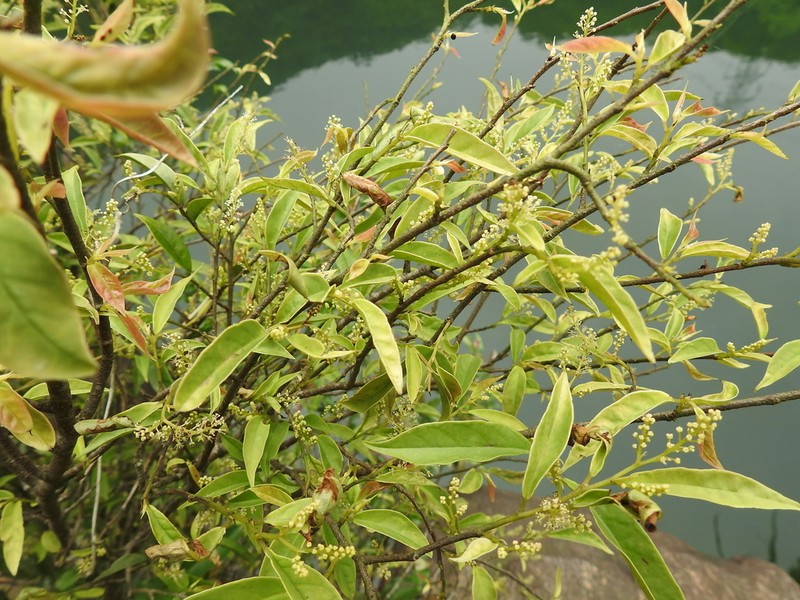 Antidesma japonicum photo 3