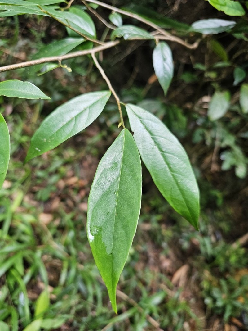 Antidesma japonicum photo 4