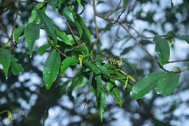 Antidesma japonicum photo 5
