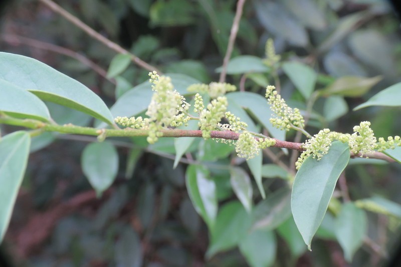 Antidesma japonicum photo 6