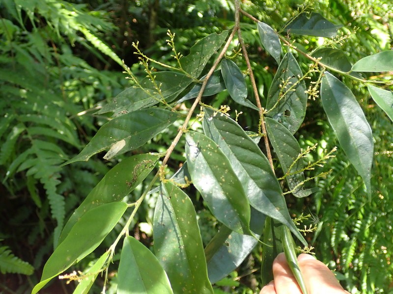 Antidesma japonicum photo 8