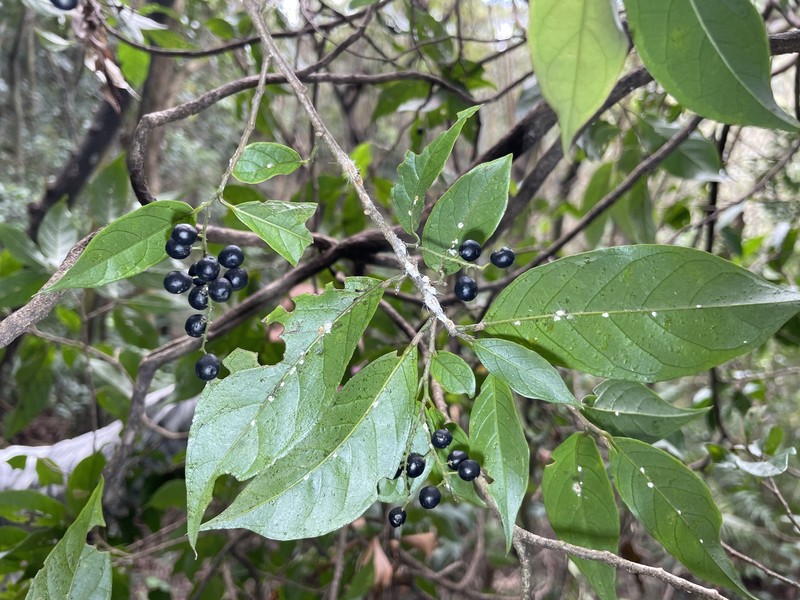 Antidesma japonicum var. japonicum