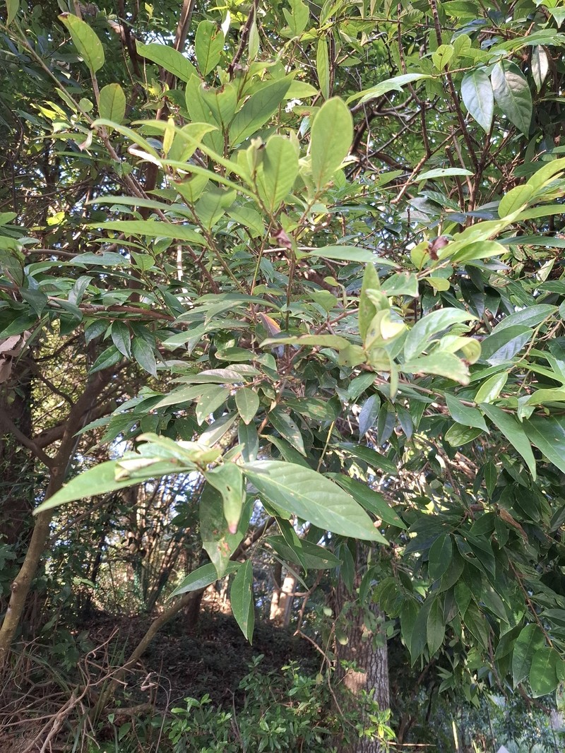 Antidesma japonicum var. japonicum photo 2