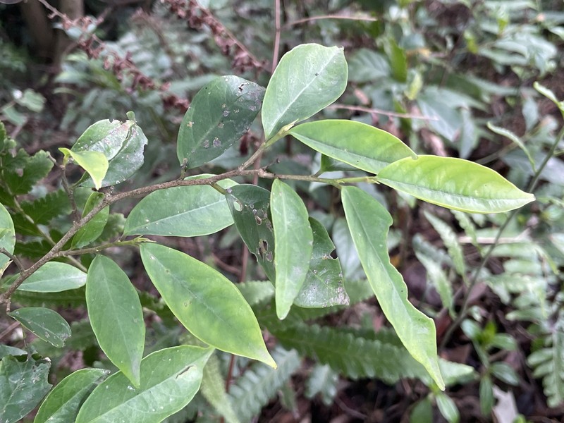 Antidesma japonicum var. japonicum photo 3