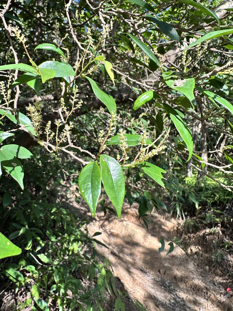 Antidesma japonicum var. japonicum photo 4