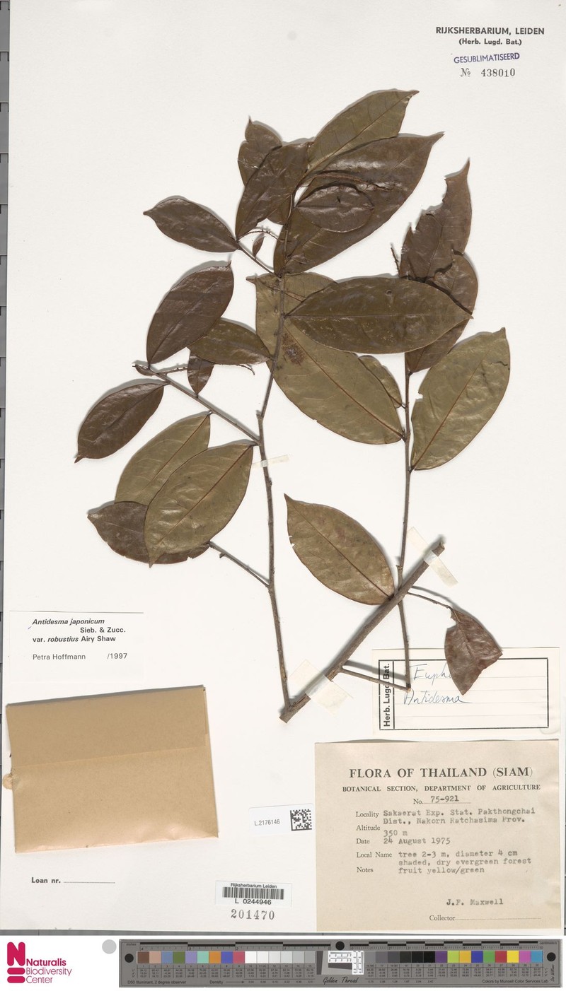 Antidesma japonicum var. robustius